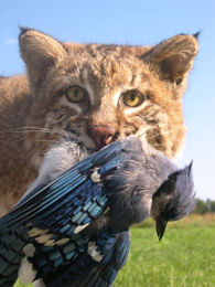 bobcat